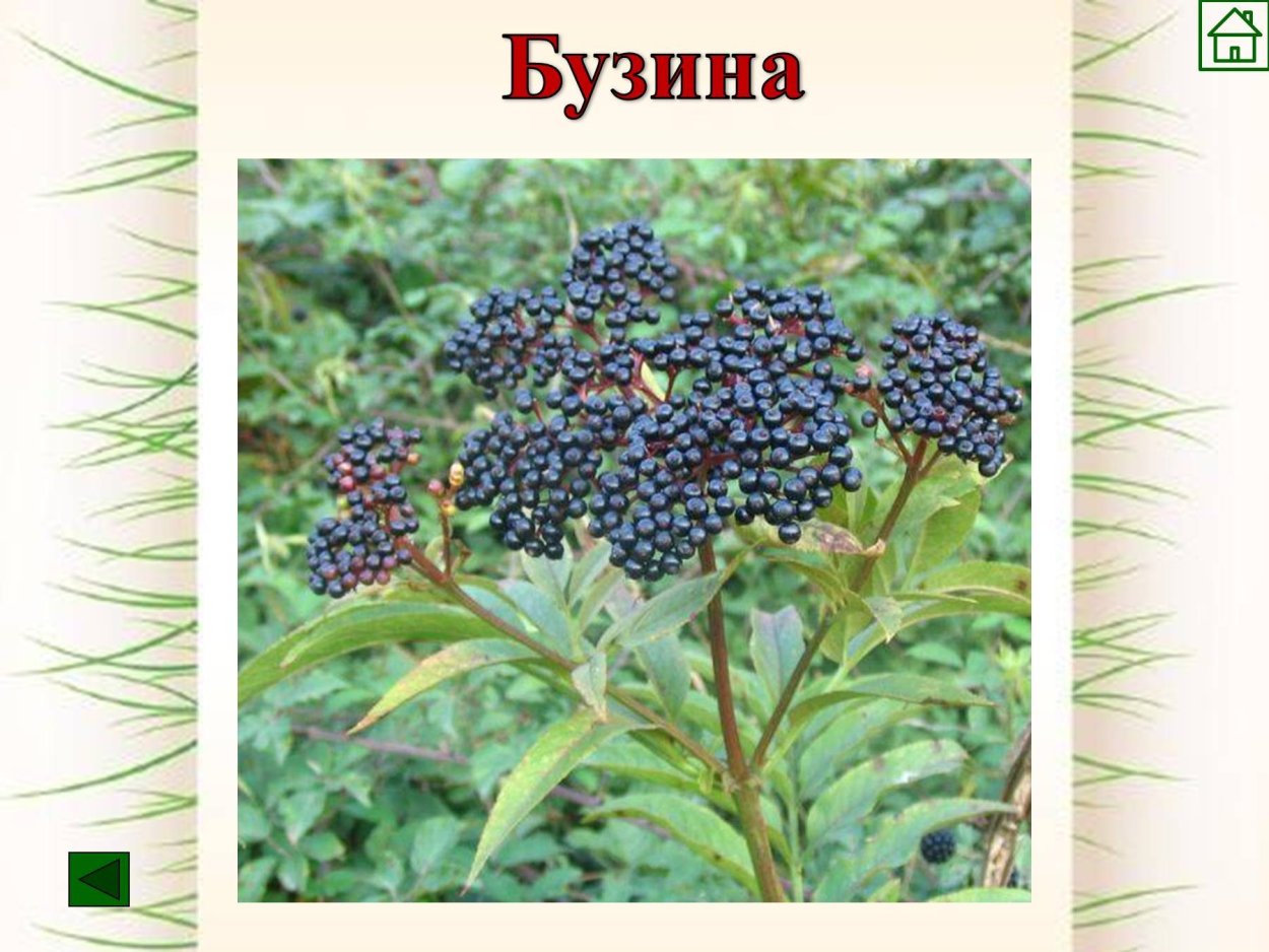 Elderberry Bush