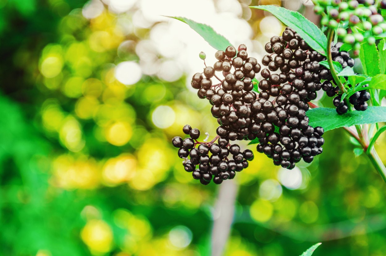 Sambucus ebulus