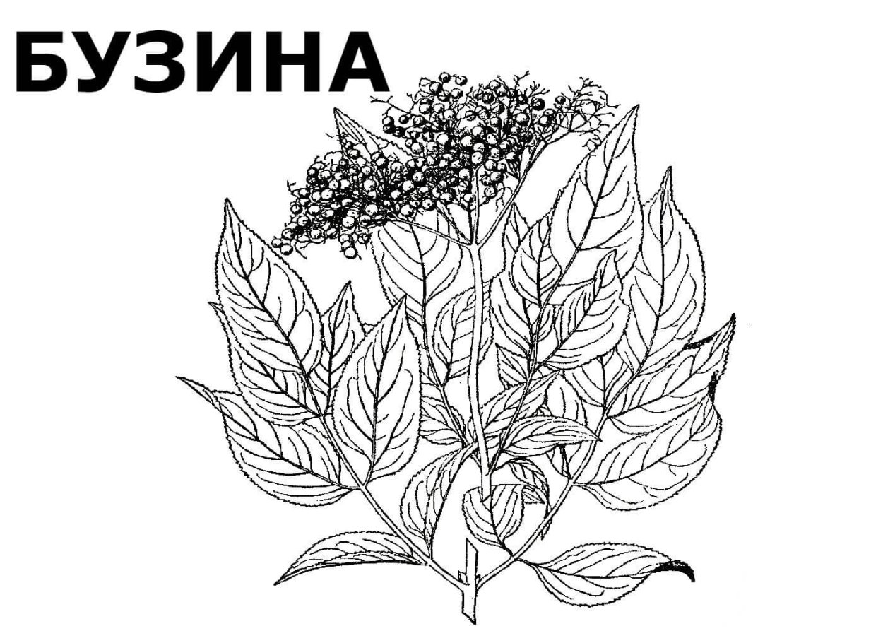 Лес с бузиной для рекламы