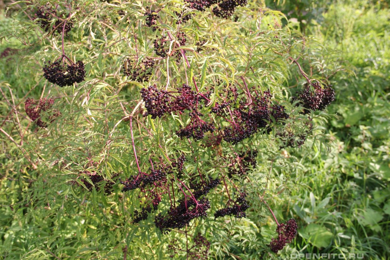 Sambucus caerulea