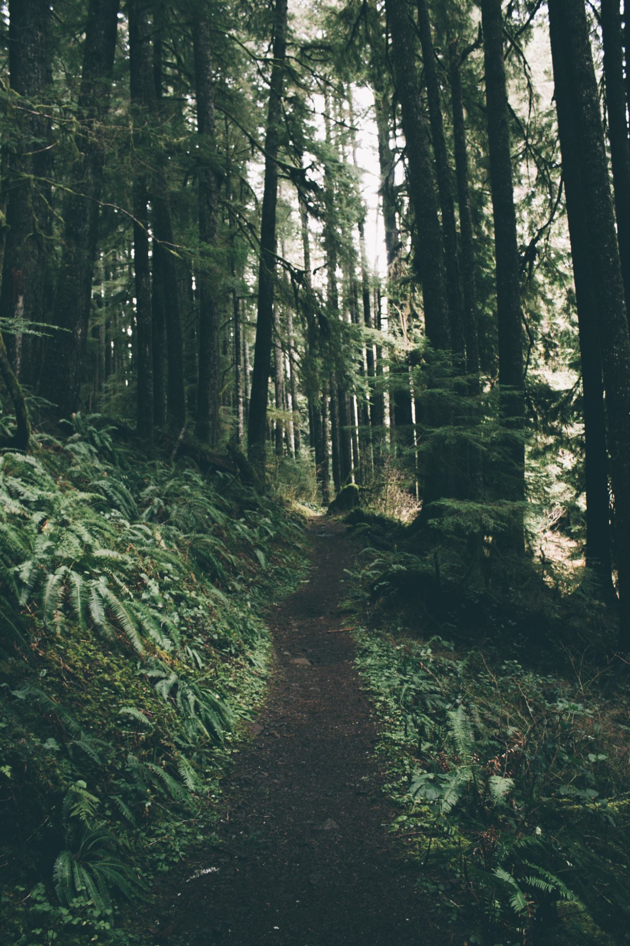 Эстетика Forest Core