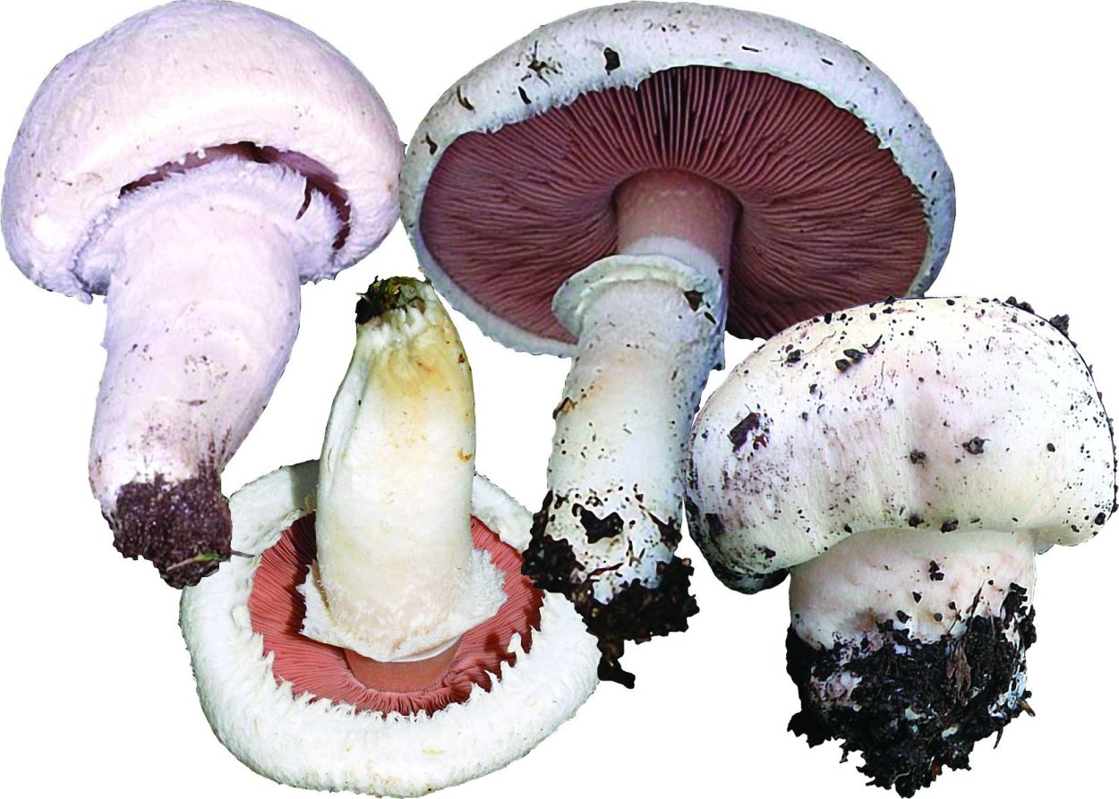 Печерица, Луговой шампиньон ложные