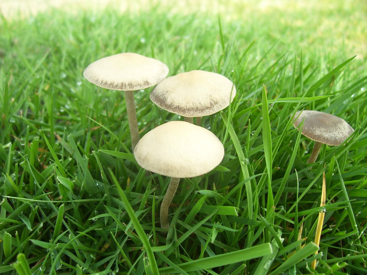Шампиньон пёстрый (Agaricus meleagris)
