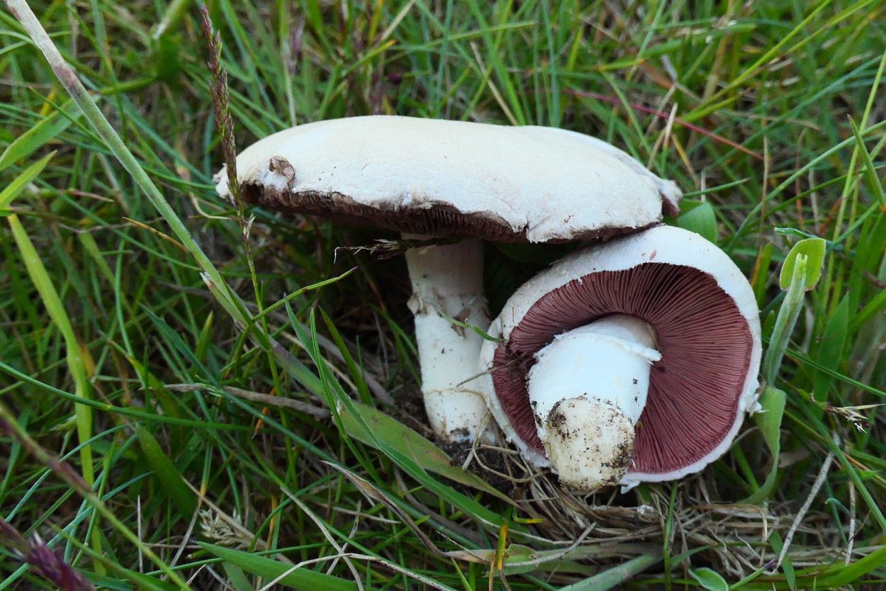 Шампиньон двуспоровый (Agaricus bisporus)