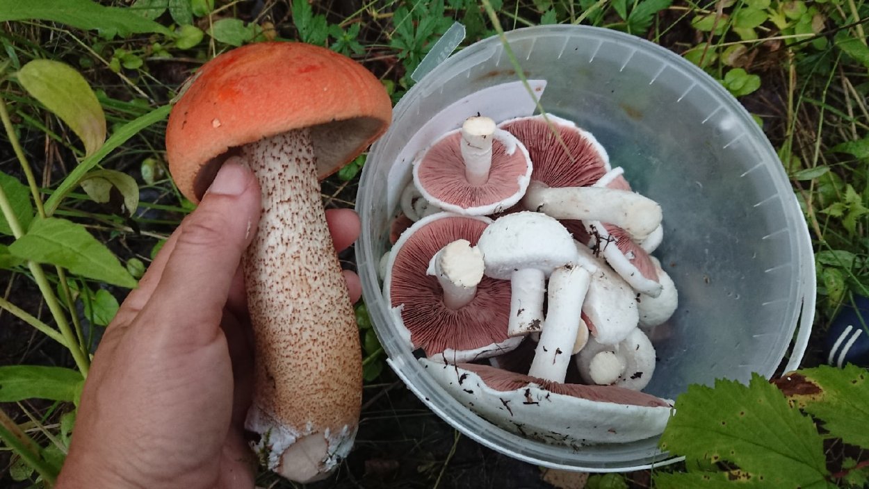 Ложный Луговой шампиньон