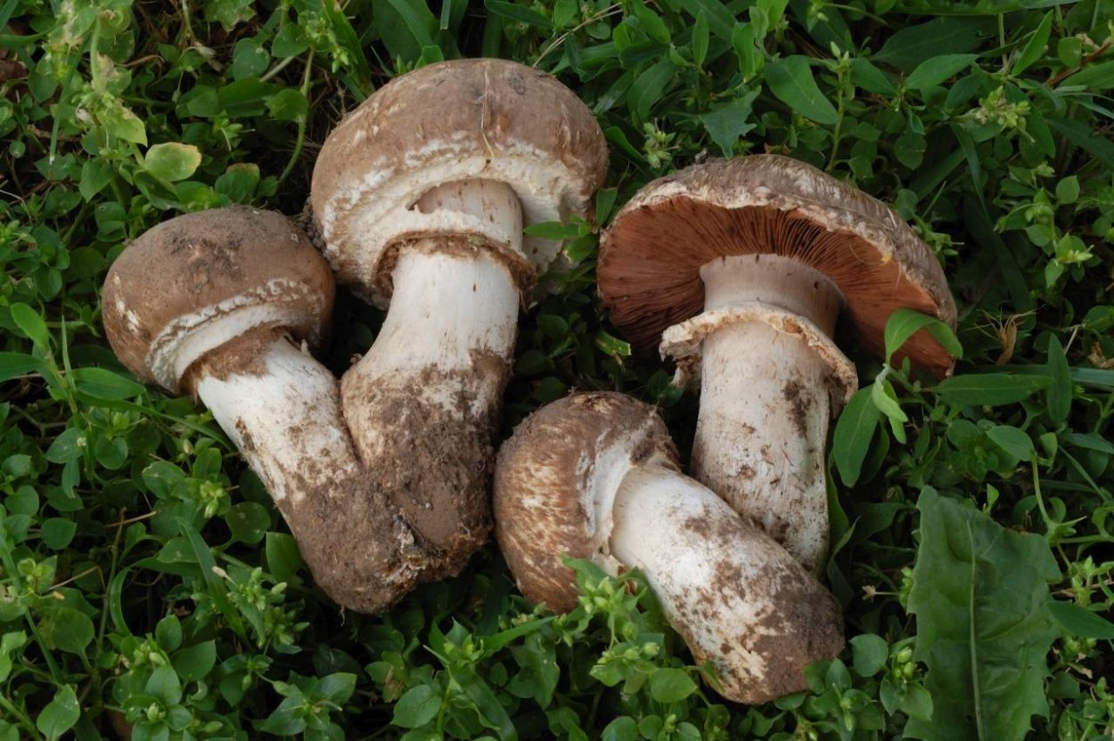 Agaricus arvensis Schaeff. — Шампиньон полевой