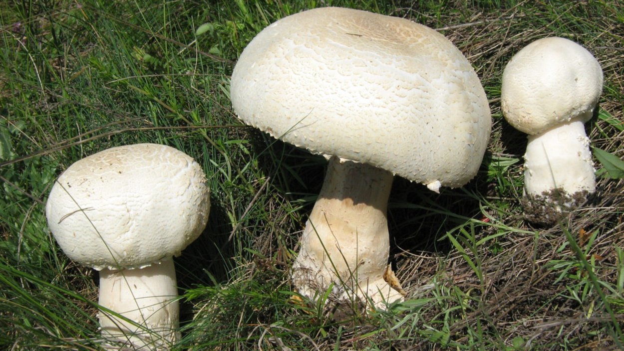 Шампиньон полевой Agaricus arvensis