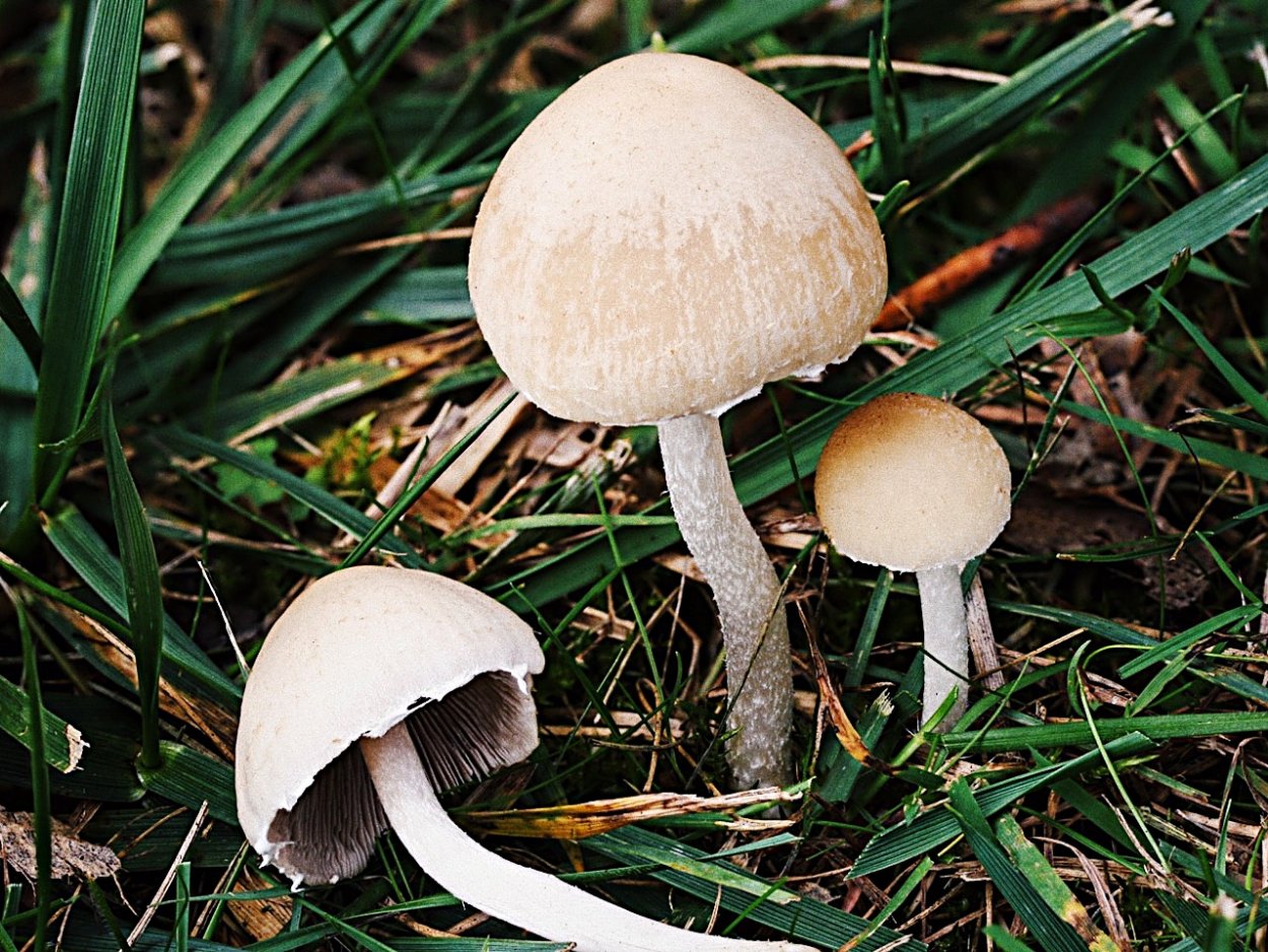 Шампиньон полевой Agaricus arvensis