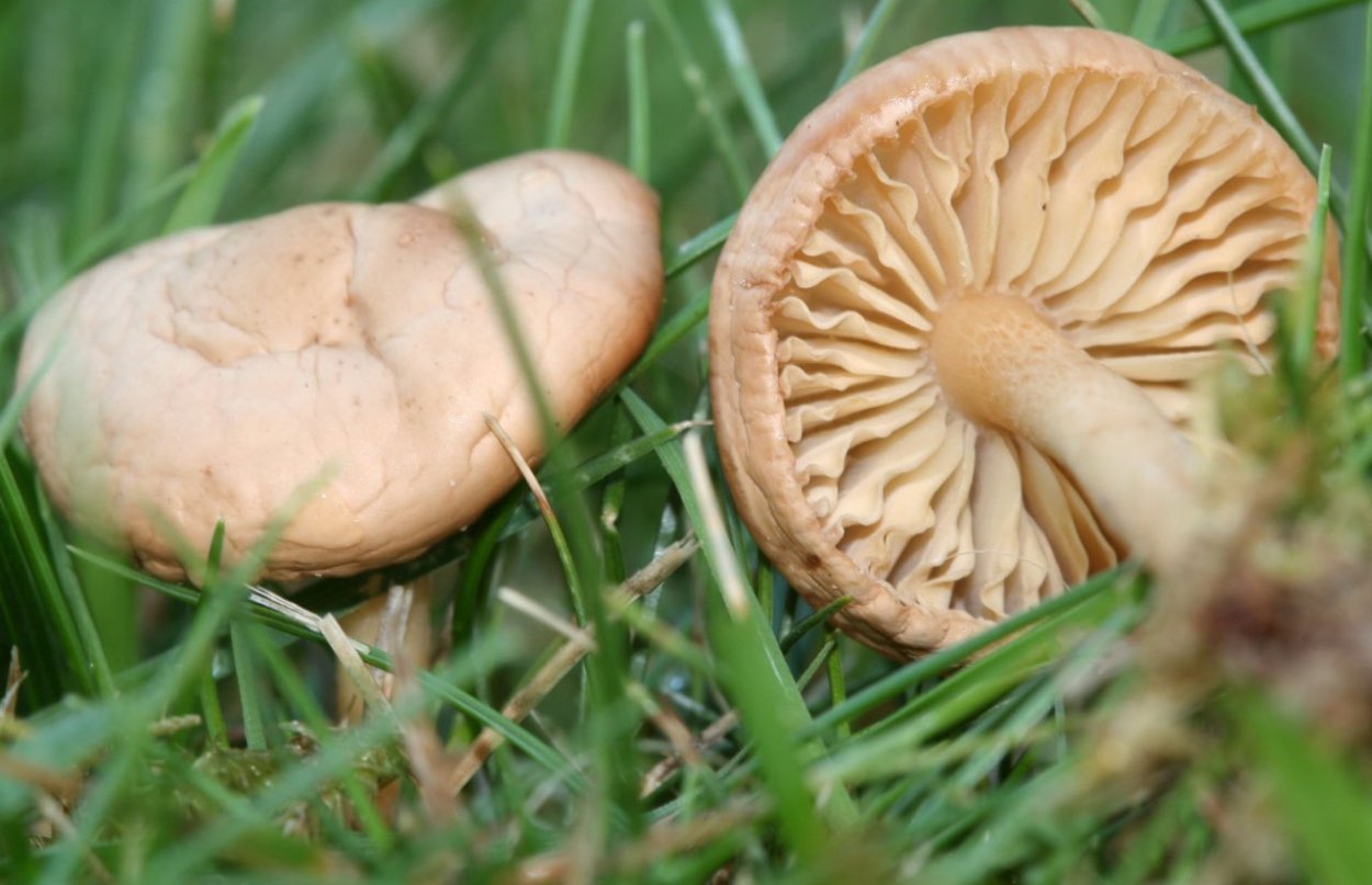 Шампиньон Эссета (Agaricus essettei)