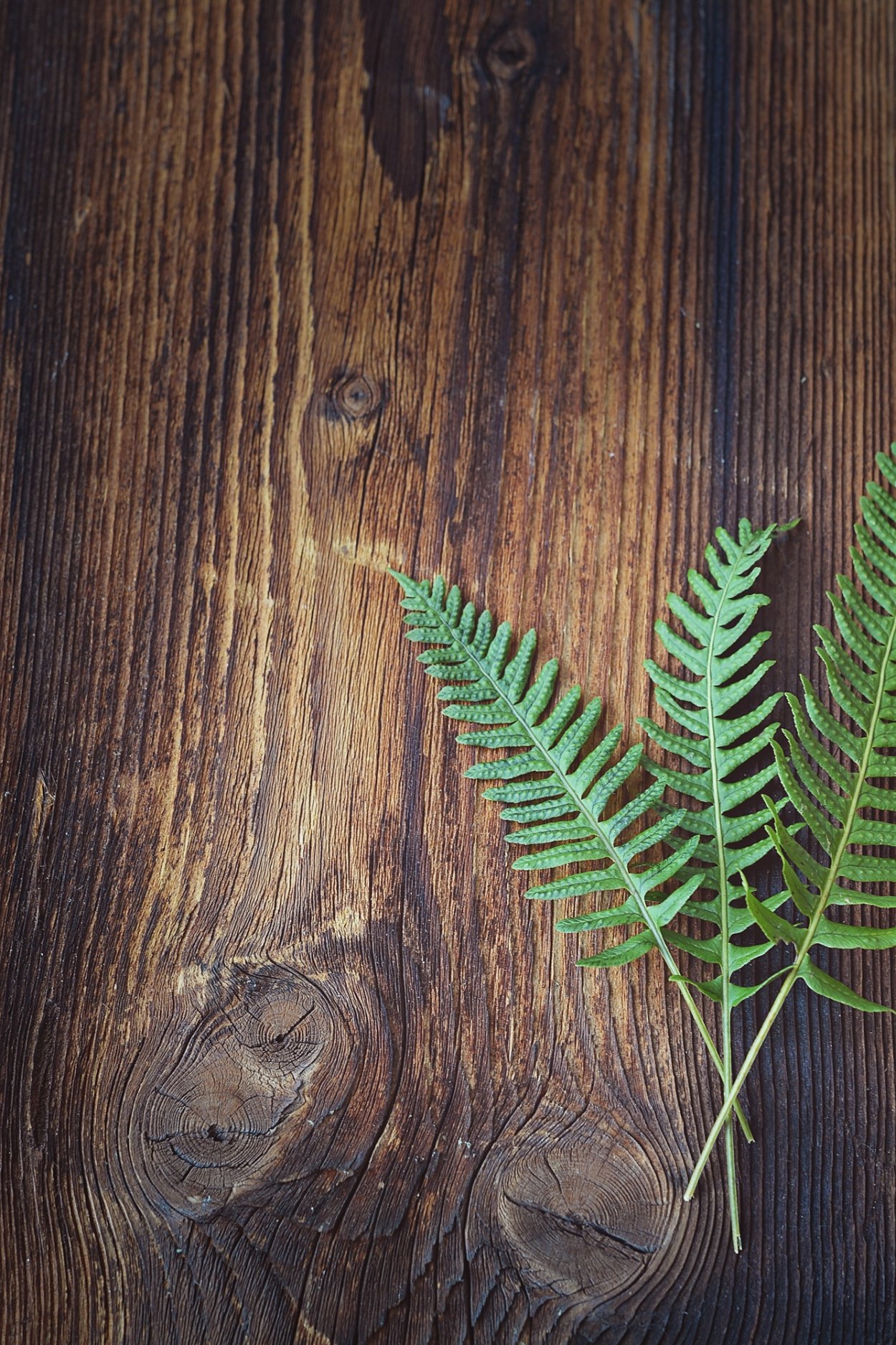 Tree Fern корни папоротника