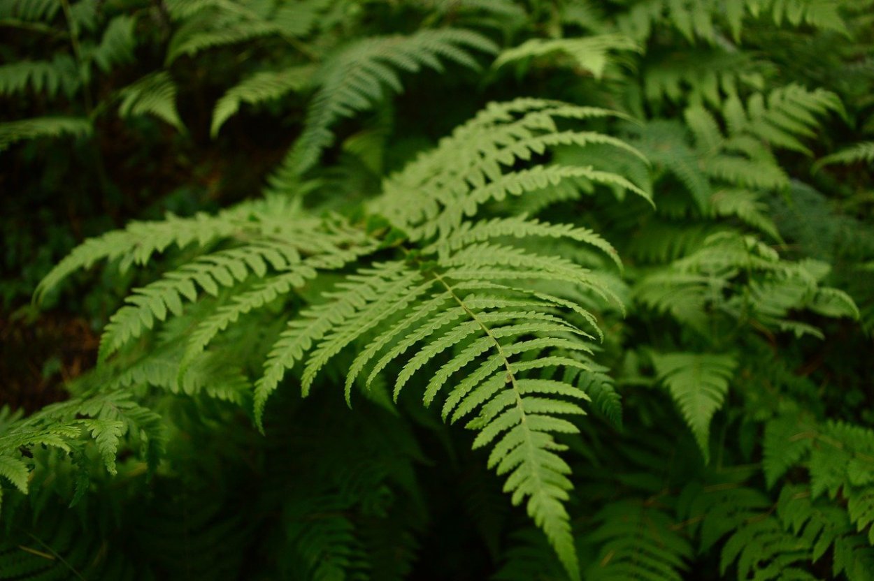 Fork Leaf папоротник