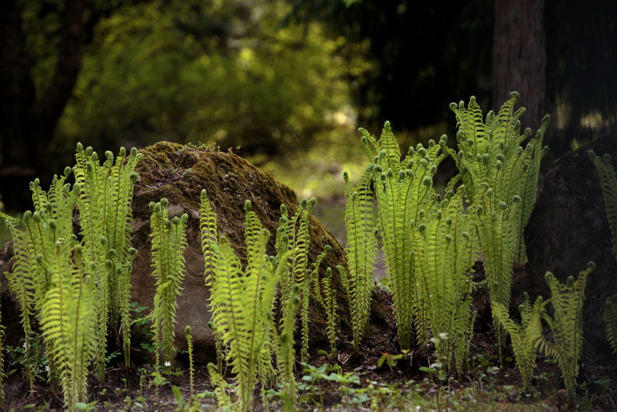 Многоножка обыкновенная Polypodium vulgare