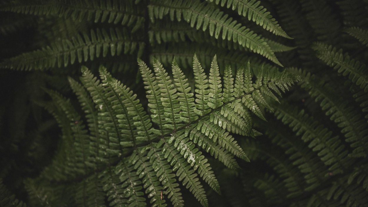 Папоротниковидные (Polypodiophyta)