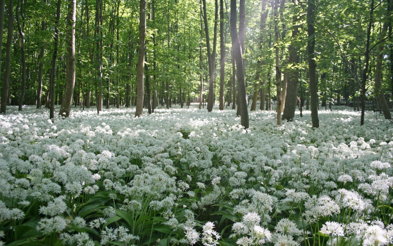 Весенний лес