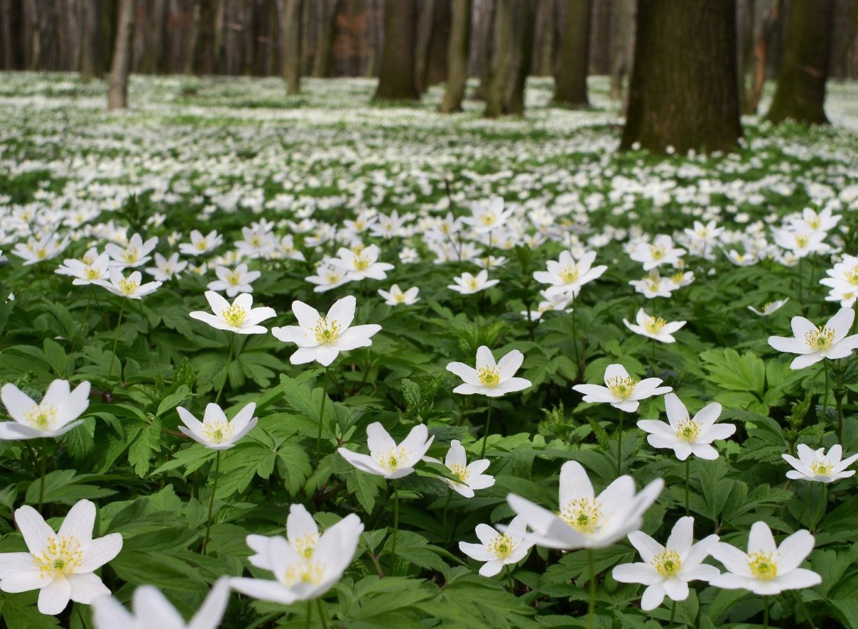 Белые лесные цветы весной