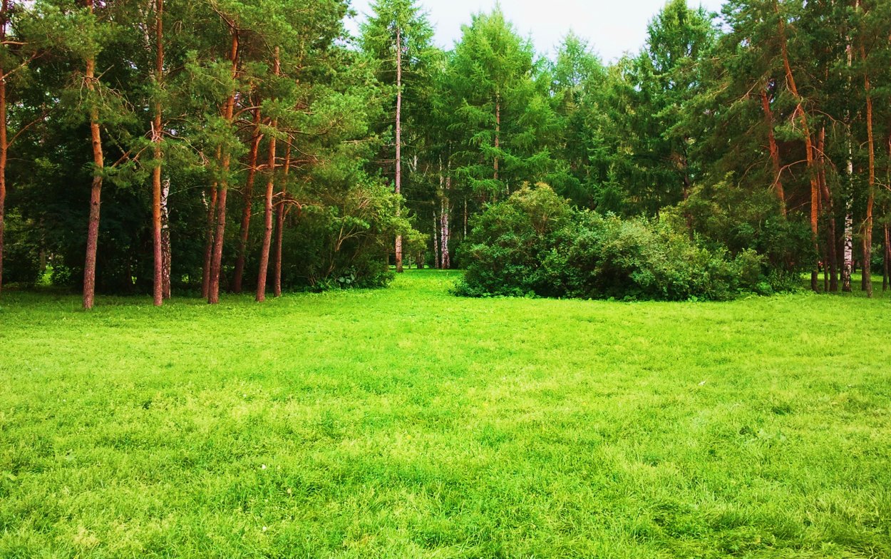Поляна в лесу