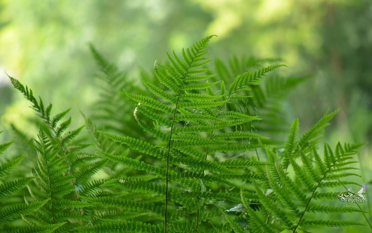 Папоротник (Polypodiophyta)