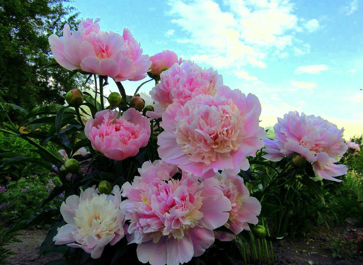 Пион Paeonia