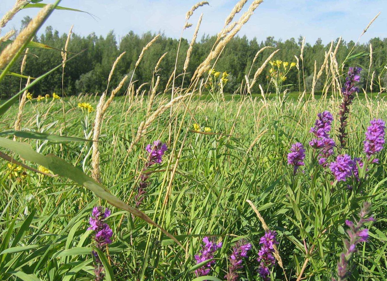 Растения Луга ХМАО Югры