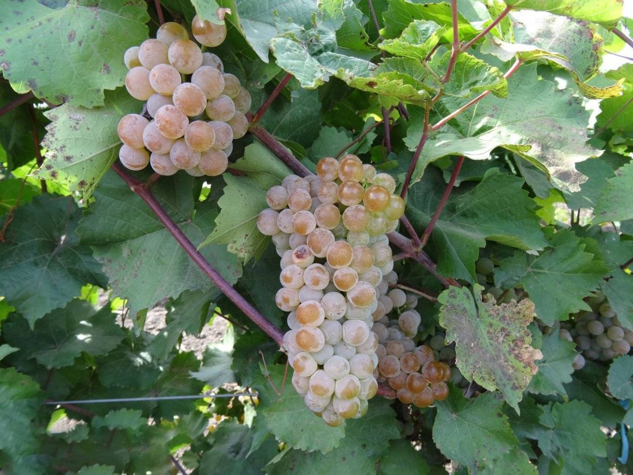 Виноград Амурский Vitis amurensis