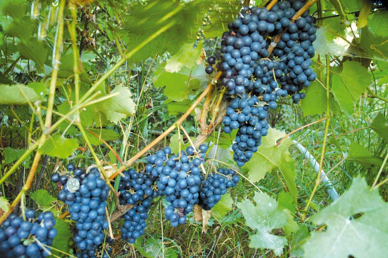 Виноград Амурский Vitis amurensis