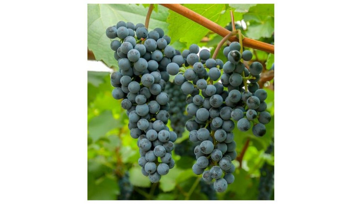 Виноград Амурский Vitis amurensis