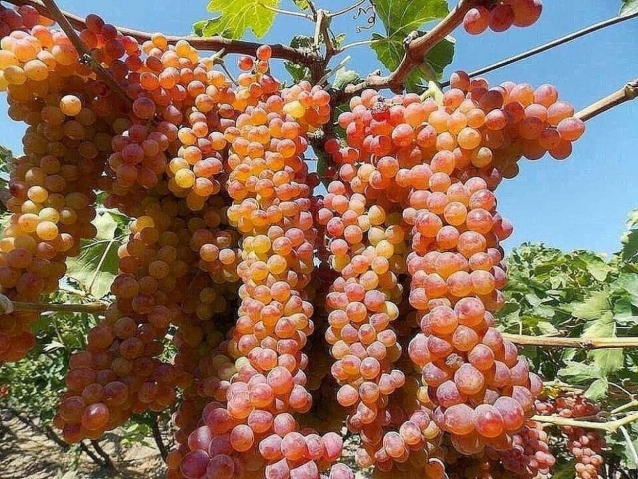 Армянский виноград кишмиш