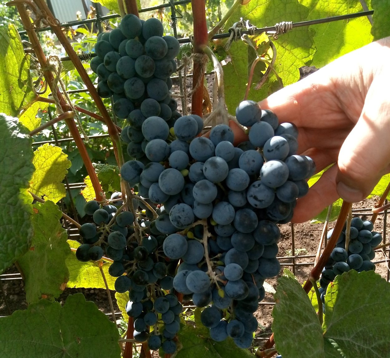 Виноград Амурский Vitis amurensis