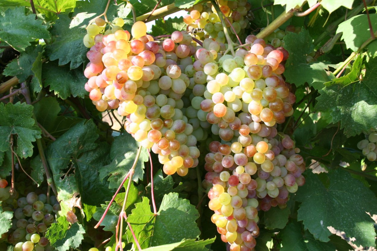 Виноград кишмиш розовый