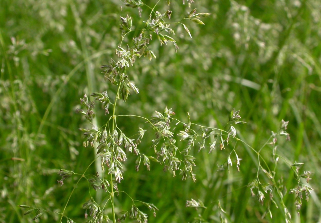 Ежа сборная (Dactylis glomerata)