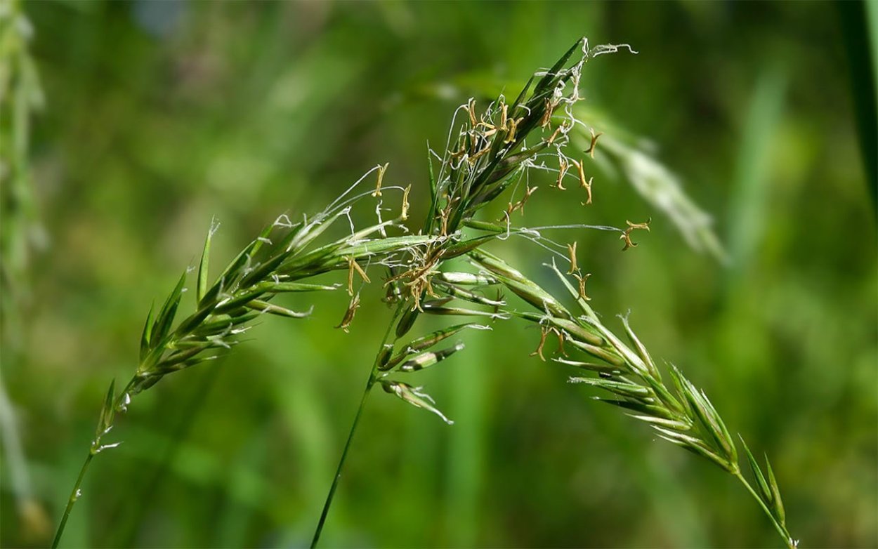 Мятлик Луговой (poupratensis)
