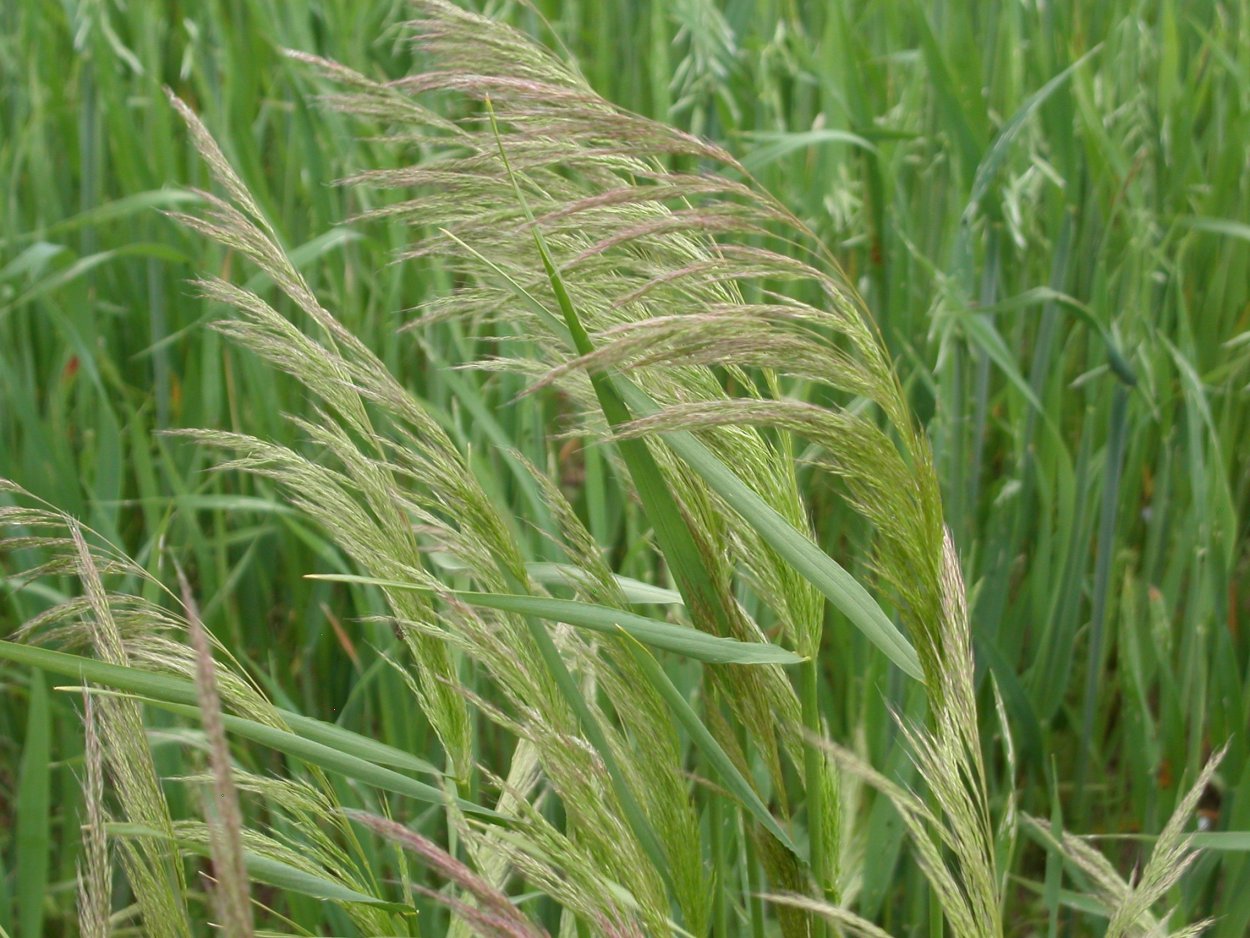 Ежа сборная (Dactylis glomerata)
