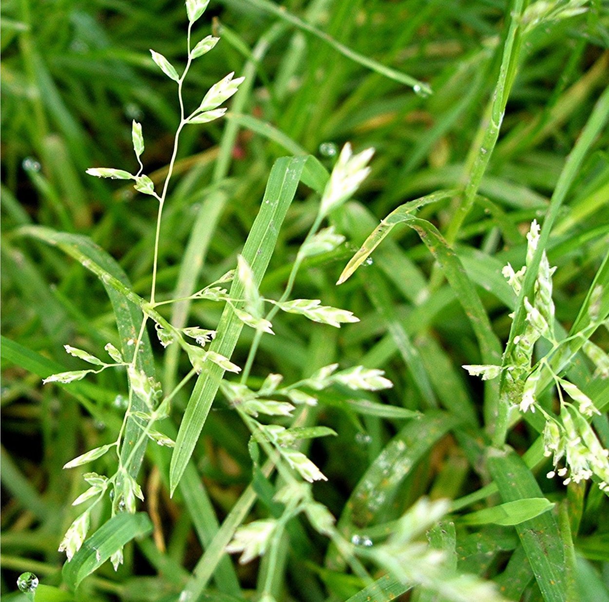 Мятлик Луговой (POA pratensis)