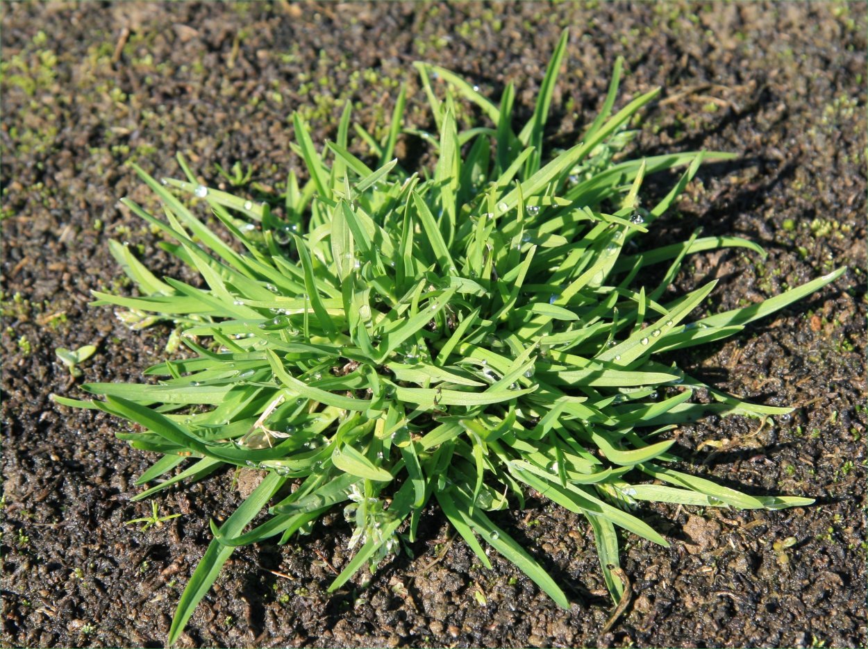 Мятлик однолетний – POA annua