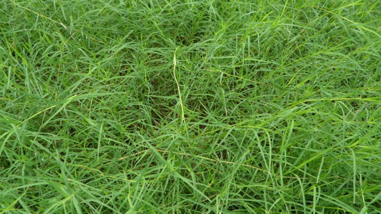 Пырей ползучий (Elytrigia repens)