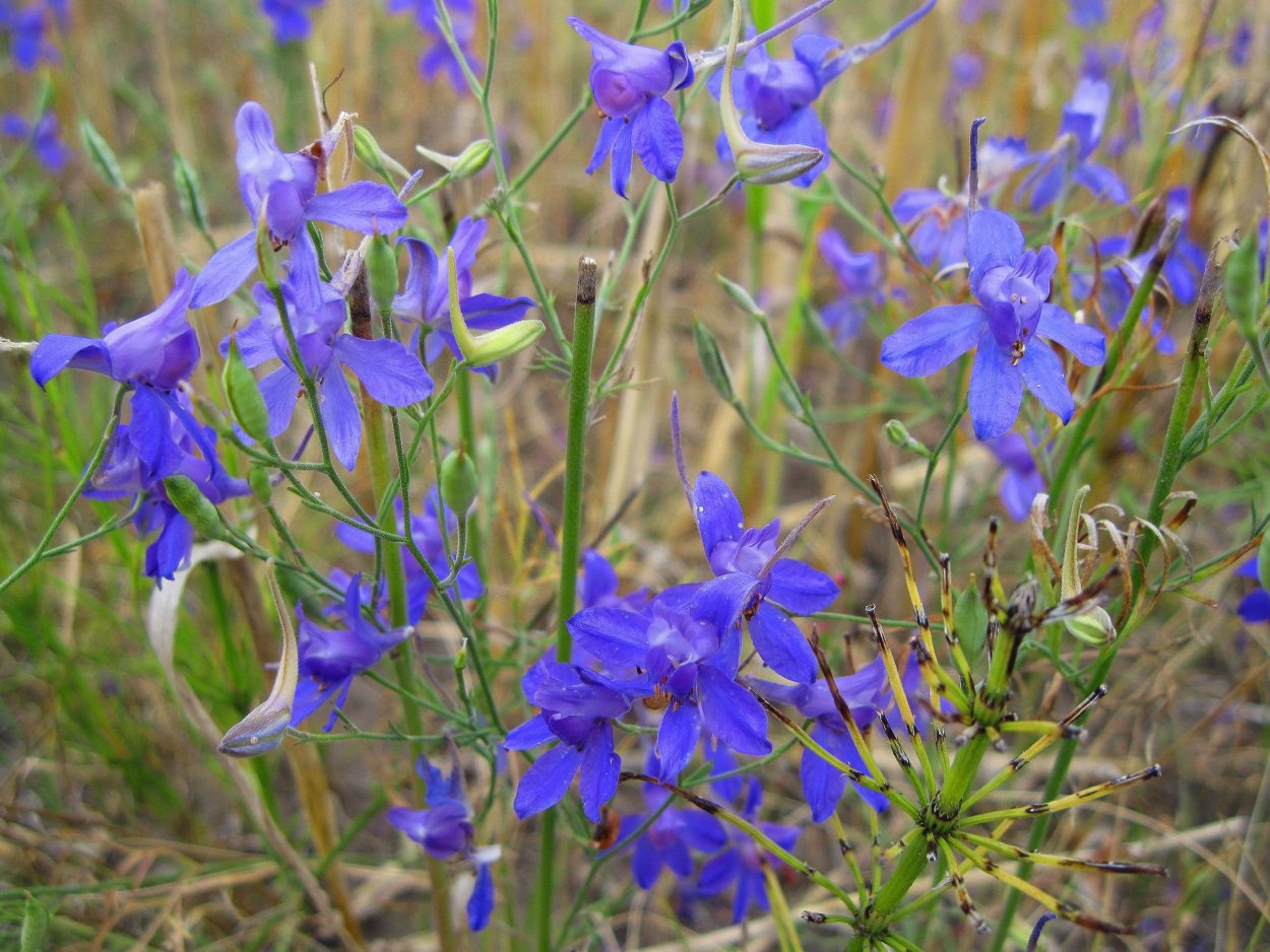 Живокость Полевая (consolida regalis)