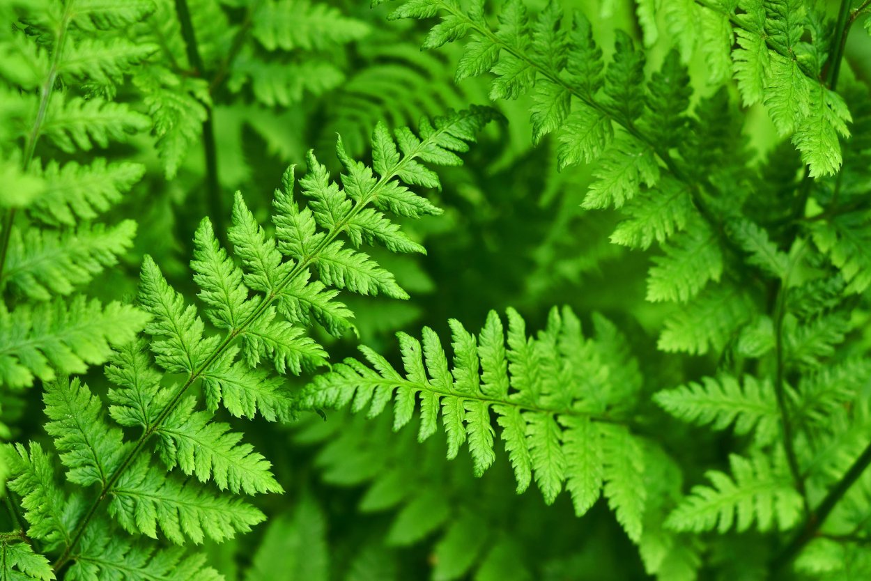 Dryopteris stewartii