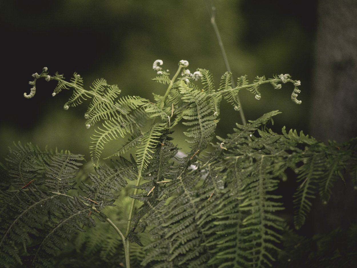 Папоротник (Polypodiophyta)