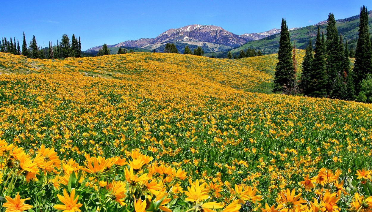 Bridger-Teton National Forest