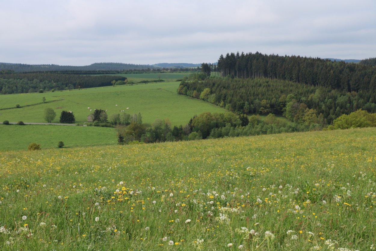 Луга Пермского края