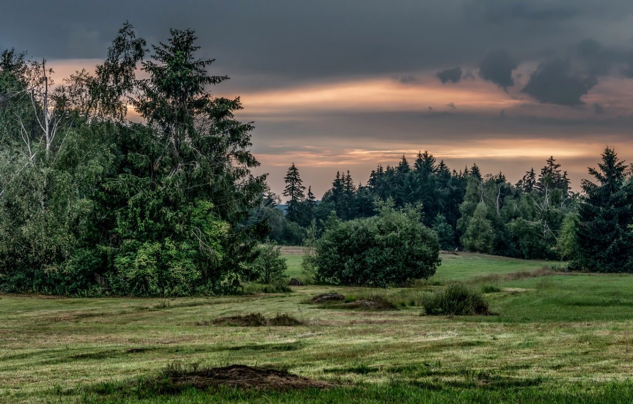 Лес панорама