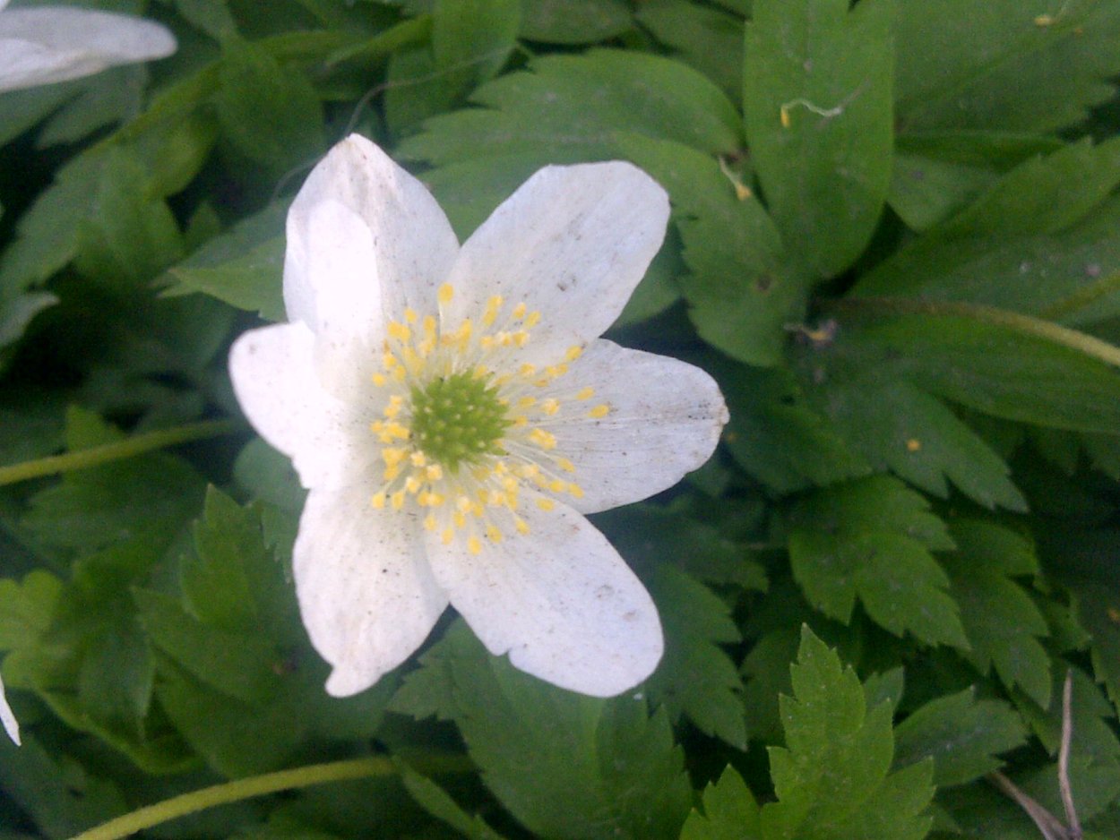 Анемона Anemone narcissiflora