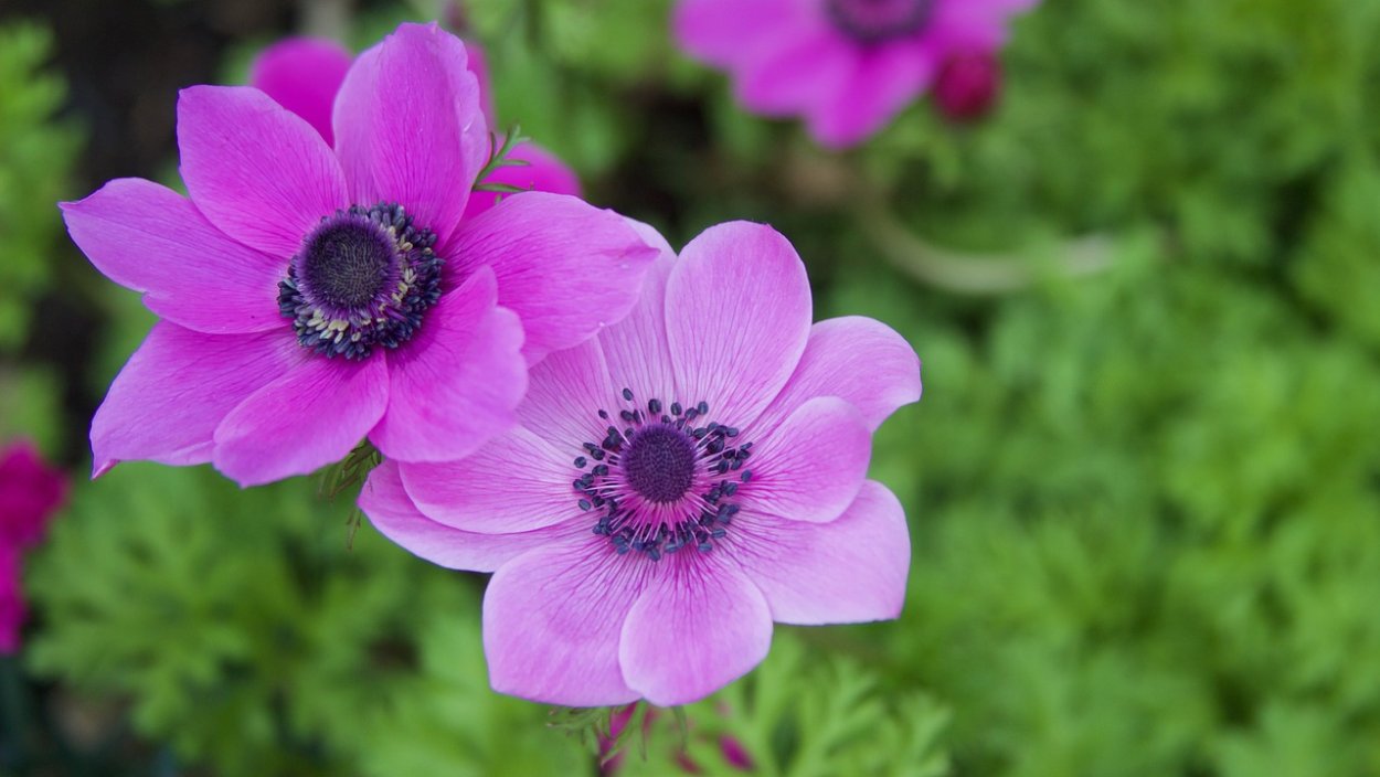 Anemone nemorosa