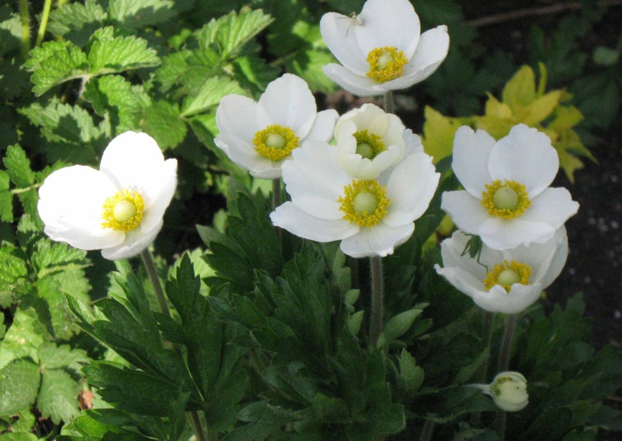Е́треница лес-ная (Anemone Sylvestris)