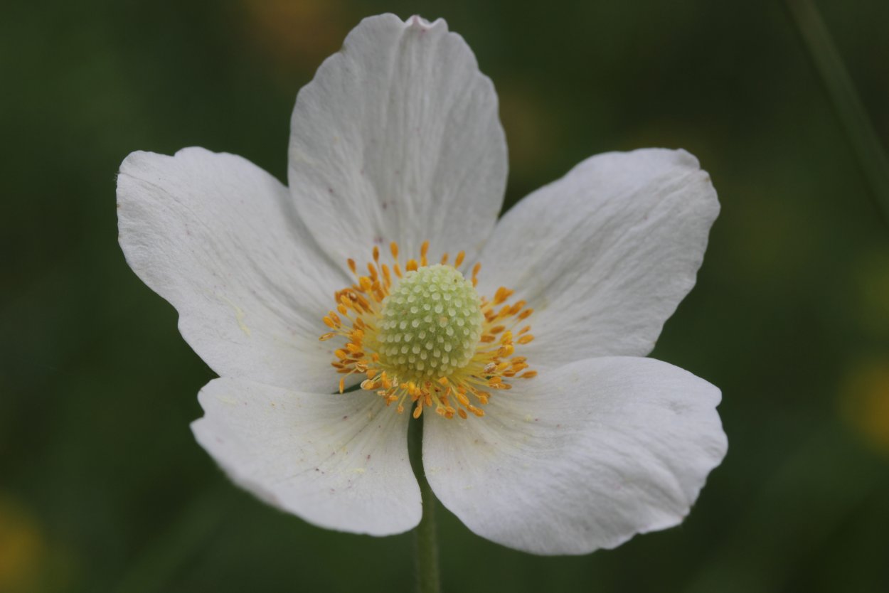 Ветреница Лесная - Anemone Sylvestris l.