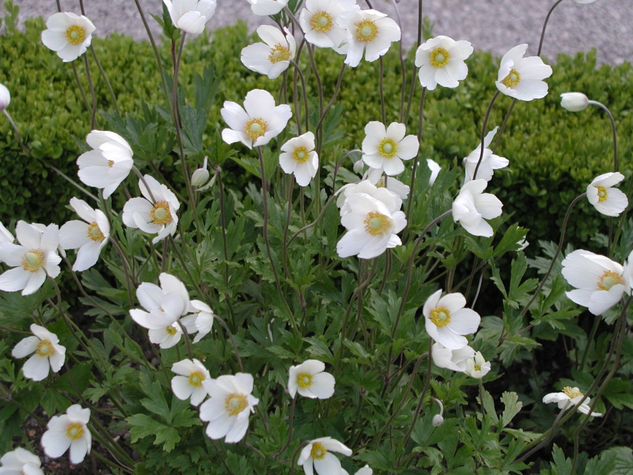 Анемона Лесная Anemone Sylvestris