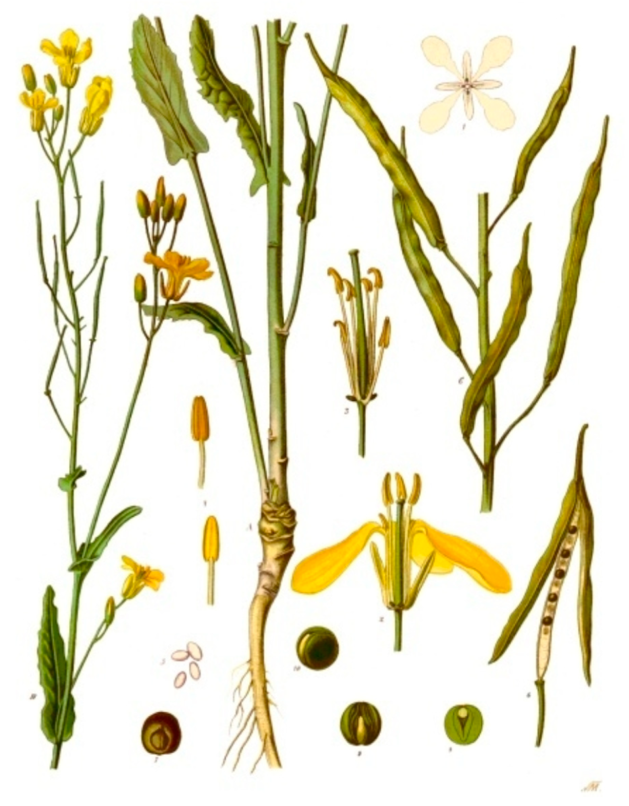 Brassica nigra гербарий