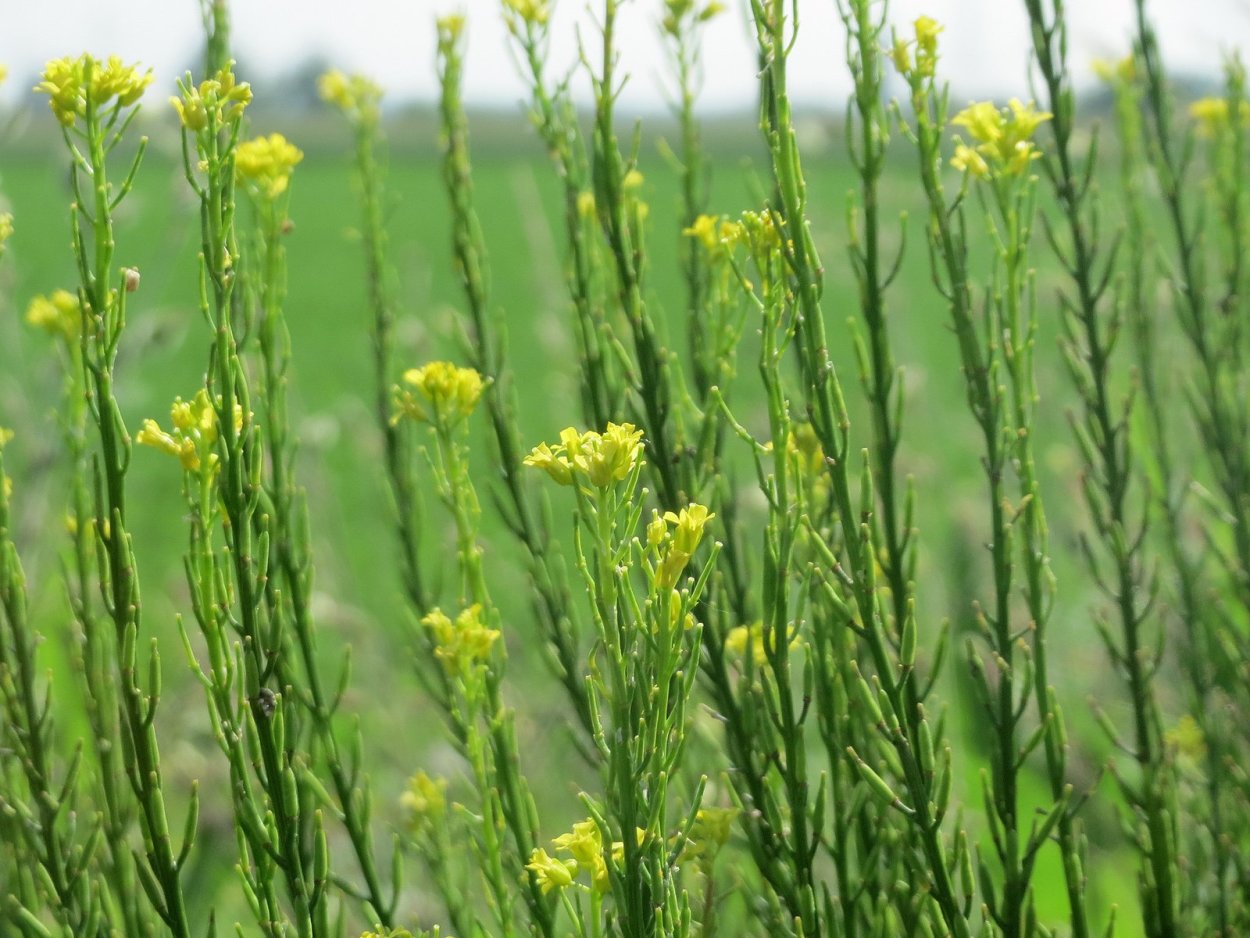 Brassica elongata растение
