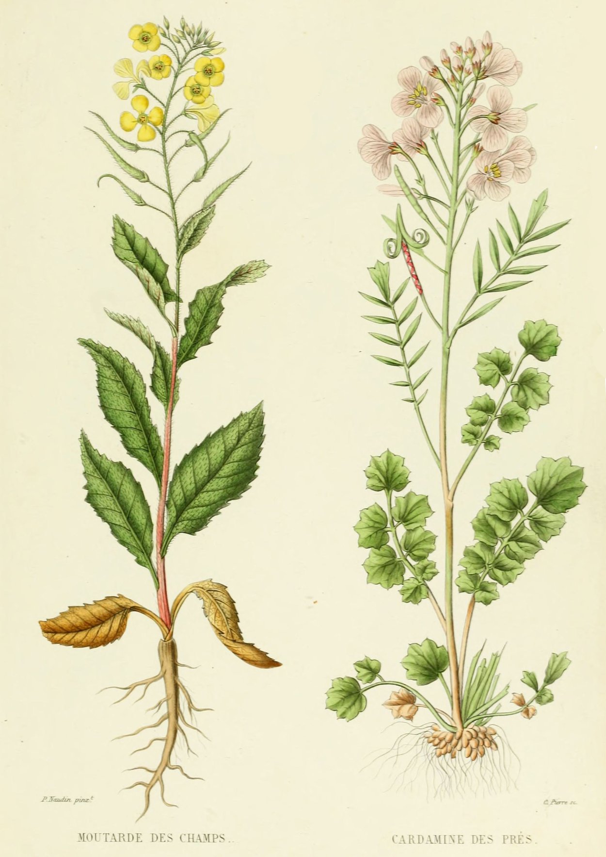 Горчица сарептская (Brassica juncea l.)