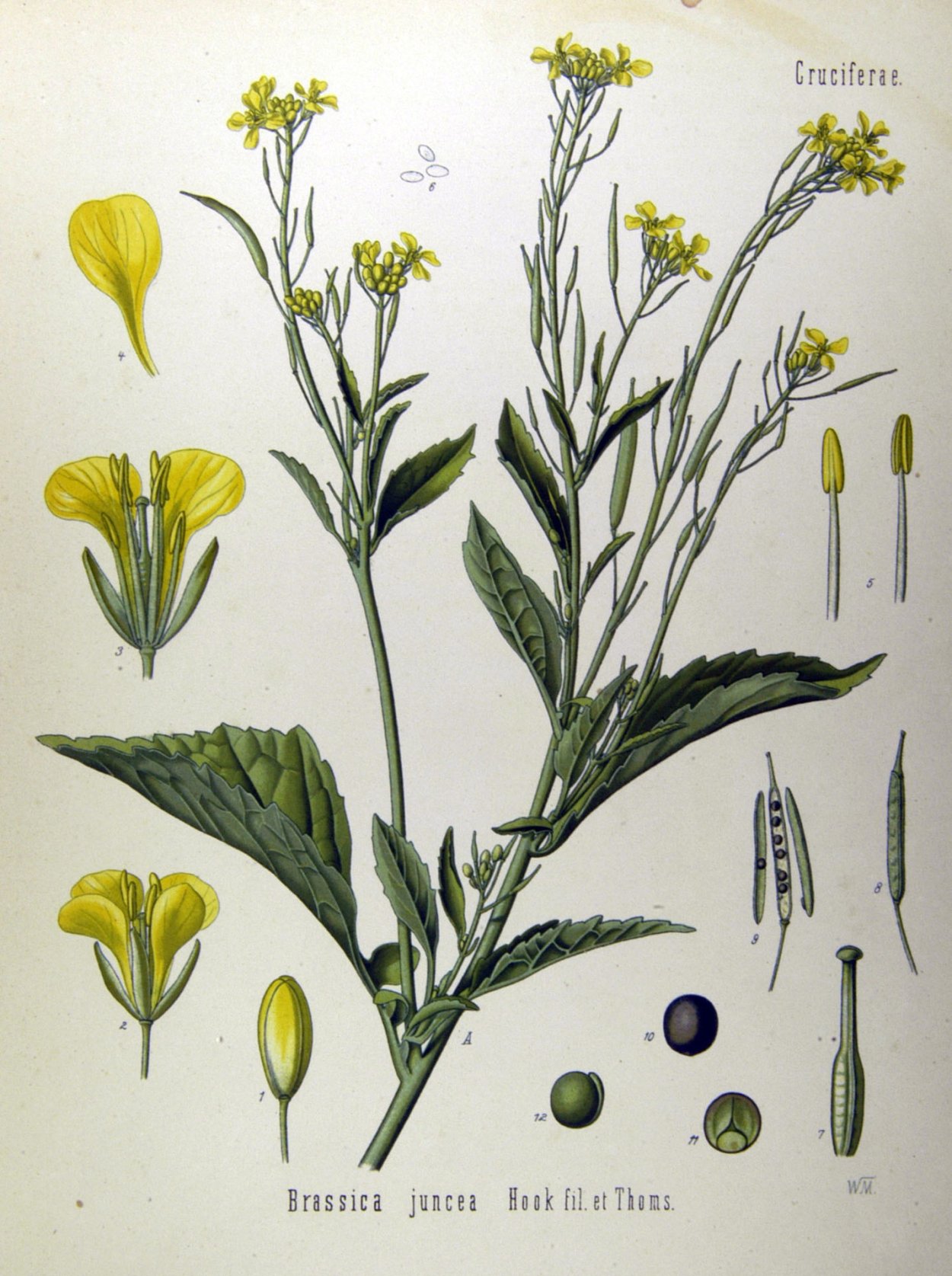 Горчица сарептская (Brassica juncea l.)